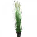 Floristik24 Umělá ostřice v květináči s bodci Carex umělá rostlina 98cm