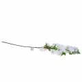 Floristik24 Větev třešňového květu bílá umělá 103 cm