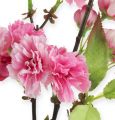 Floristik24 Větev třešňového květu v růžové barvě 77cm