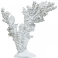 Floristik24 Námořní dekorace korálově bílá umělá dekorace stojan 11×12cm