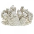 Floristik24 Námořní dekorace korálově bílá umělá polyresin malá 13,5x12 cm