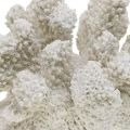 Floristik24 Námořní dekorace korálově bílá umělá polyresin malá 13,5x12 cm