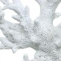 Floristik24 Námořní dekorace korálově bílá letní dekorace 14,5×14,5cm