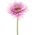 Floristik24 Umělé zahradní květiny gerbery, fialové, 47 cm, 6 kusů
