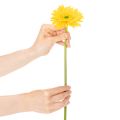 Umělé gerbery, slunečně žluté, zahradní květina, 47 cm, 6 kusů | Floristik24.cz
