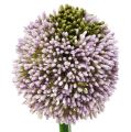 Floristik24 Umělé květiny Allium Purple Ø10cm L65cm