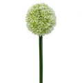 Floristik24 Umělá Allium White Ø10cm L65cm