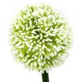 Floristik24 Umělá Allium White Ø10cm L65cm
