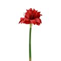 Umělé vánoční květiny Amaryllis Červené umělé květiny L40cm