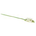 Floristik24 Umělý květ mléčná hvězda bílá 50cm