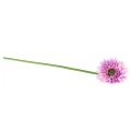 Floristik24 Umělé květiny Gerbera fialová 47cm