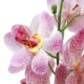 Floristik24 Umělá orchidej Růžová Bílá Umělá květina Orchidej 73cm
