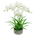 Floristik24 Umělé orchideje umělé květiny v bílém květináči 60cm