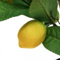 Floristik24 Umělý citroník v květináči Lemon tree H65cm