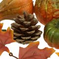 Floristik24 Dýňové deko šišky podzimní listí sada podzimních dekorací 5-11cm
