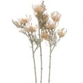Floristik24 Umělé květiny, jehelníček, Leucospermum, Proteaceae prané bílé L58cm 3ks