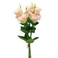 Floristik24 Umělé květiny Eustoma Lisianthus růžová krémová 52cm 5ks