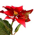 Floristik24 Umělé květiny vánoční hvězda červená L73cm