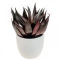 Floristik24 Umělá rostlina Aloe Vera v květináči Dekorativní rostlina zelená H20cm