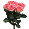 Floristik24 Umělá růže plněná krémová, růžová Ø6cm L37cm 6ks