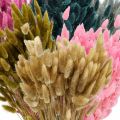 Floristik24 Lagurus sušená tráva z králičího ocasu barevná 65-70cm 100g