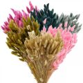 Floristik24 Lagurus sušená tráva z králičího ocasu barevná 65-70cm 100g