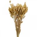 Floristik24 Lagurus sušená tráva z králičího ocasu přírodní 65-70cm 100g