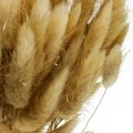Floristik24 Lagurus sušená tráva z králičího ocasu přírodní 65-70cm 100g