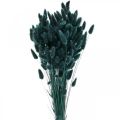 Floristik24 Lagurus Sušený králičí ocas tmavě zelená 65-70cm 100g