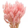 Floristik24 Lagurus sušený králičí ocas tráva světle růžová 65-70cm 100g