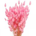 Floristik24 Lagurus Sušený králičí ocas růžový 65-70cm 100g