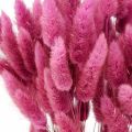 Floristik24 Lagurus sušený králičí ocas tráva fialový 65-70cm 100g