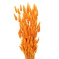 Floristik24 Svazek laguru, sušený, 70 cm, 100 g