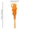 Svazek laguru, sušený, 70 cm, 100 g | Floristik24.cz