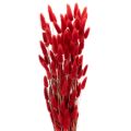 Floristik24 Sušená květinová kytice Lagurus, dekorace ze sušených květin, 70 cm, 100 g