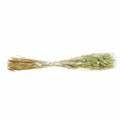 Floristik24 Velvet Grass Lagurus Světle zelená 100g Suché trávy