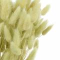 Floristik24 Velvet Grass Lagurus Světle zelená 100g Suché trávy