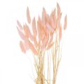 Floristik24 Dekorativní trávově růžová, Lagurus, přírodní dekorace, suché květinářství L45–50cm 30ks