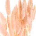Floristik24 Dekorativní trávově růžová, Lagurus, přírodní dekorace, suché květinářství L45–50cm 30ks