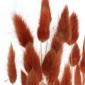 Floristik24 Suchá tráva rez červená, přírodní dekorace, lagurus, suché květinářství L45–50cm 30ks