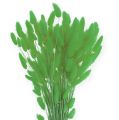 Floristik24 Dekorativní tráva Apple Green Lagurus 100gr