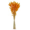 Floristik24 Dekorativní tráva pomerančový Lagurus 100 gr