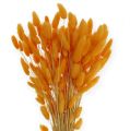 Floristik24 Dekorativní tráva pomerančový Lagurus 100 gr