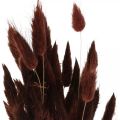 Floristik24 Suché květinářství, dekorativní tráva, Lagurus Brown L35–50cm 25g