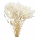 Floristik24 Sušená květina Lagurus na čištění trávy bělená 100g