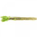 Floristik24 Sametová tráva zelená, lagurus, suché zdobení, sušená sladká tráva L18-50cm 25g