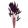 Floristik24 Velvet Grass Violet, Gras tail Grass, Lagurus L18-50cm 25g