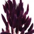 Floristik24 Velvet Grass Violet, Gras tail Grass, Lagurus L18-50cm 25g