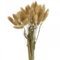Floristik24 Lagurus ovatus, Pennisetum Grass, Velvet Grass přírodní světle hnědá L40–50cm 30g