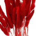 Floristik24 Dekorativní tráva červená, lagurus, sametová tráva, suché květinářství L30–50cm 20g